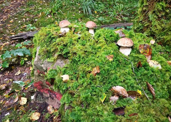 Gite De Rarounette Au Coeur Des Vosges