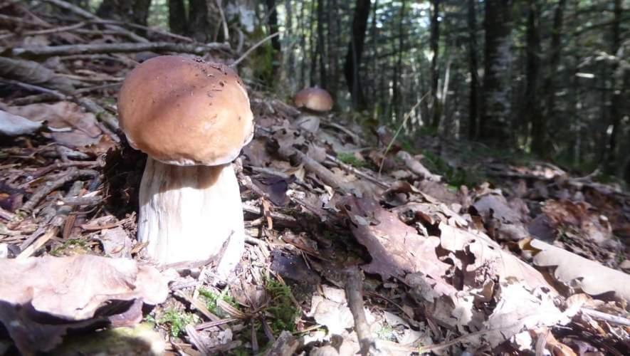 De Rarounette Au Coeur Des Vosges Holiday home