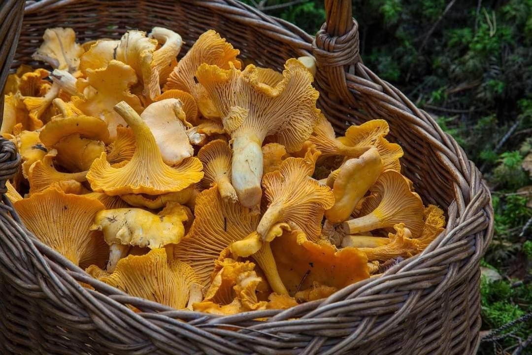 De Rarounette Au Coeur Des Vosges * Celles-sur-Plaine